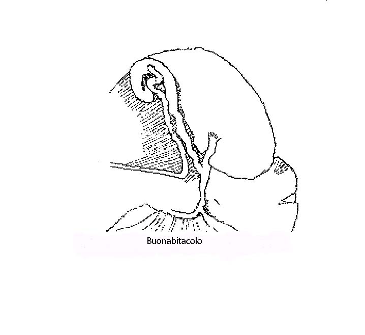 Cochlostoma montanum cassiniacum (Saint Simon in Paulucci)